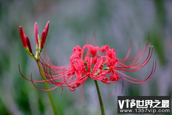 十大好看的花——彼岸花