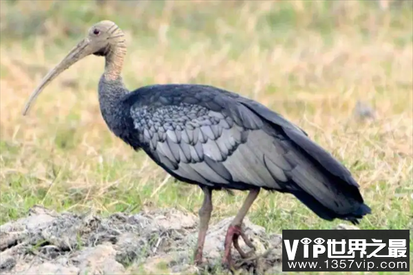 世界十大最稀有的鸟类，菲律宾国鸟上榜，第二最神出鬼没