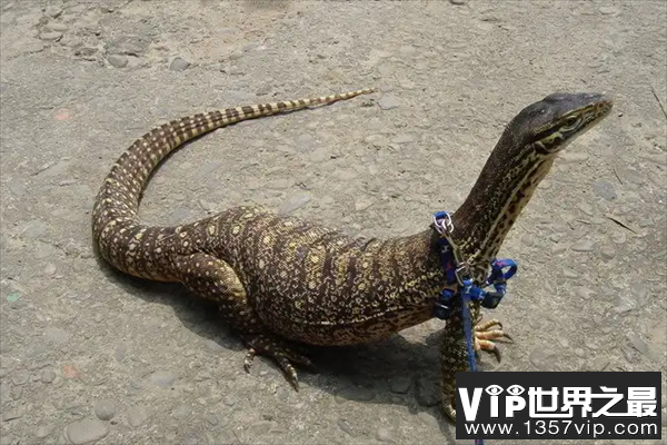 世界上十大最凶猛的蜥蜴，科莫多龙上榜，第十会断尾