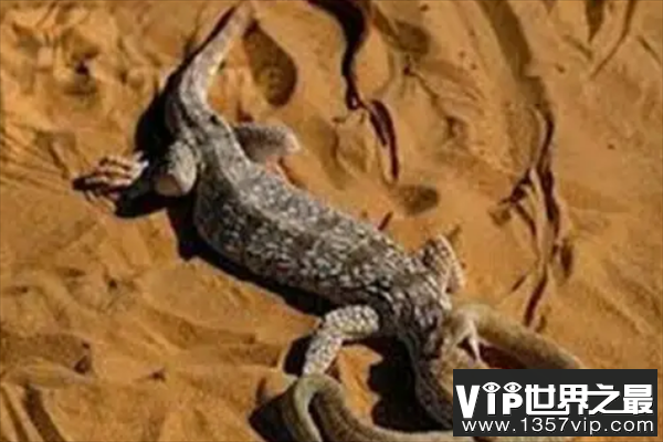 世界上十大最凶猛的蜥蜴，科莫多龙上榜，第十会断尾