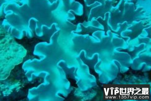 皮革蘑菇珊瑚