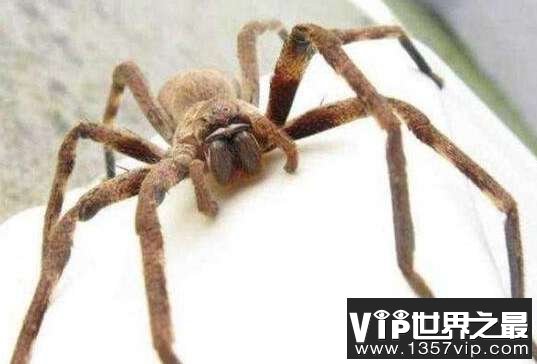 世界最大的十大巨型蜘蛛