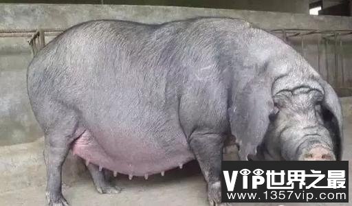 世界上最大的猪有多大？最大的家猪重900公斤