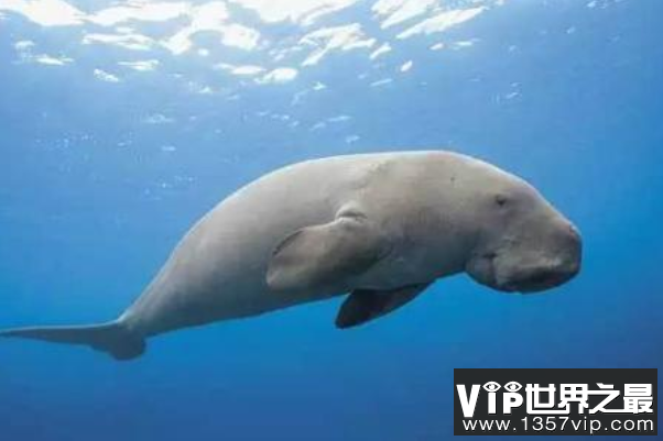 速度最快的十大海洋生物，最快时速130公里，巨头鲸上榜