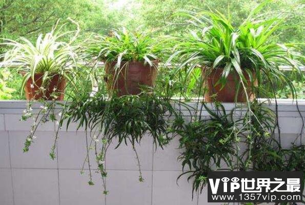 十大净化空气植物 富贵竹上榜，第十被称为天然的清道夫