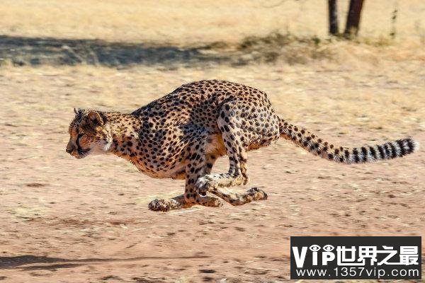 世界十大动物反应速度排行，猎豹最快位居榜首5300tv.com