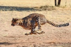 世界十大动物反应速度排行，猎豹最快位居榜首