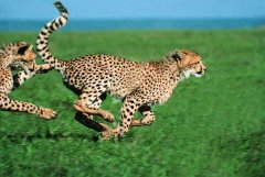 陆地上跑得最快的十种动物，猎豹位列第一