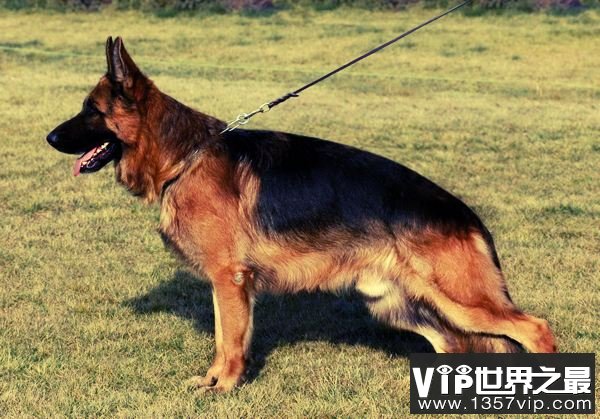 德国牧羊犬