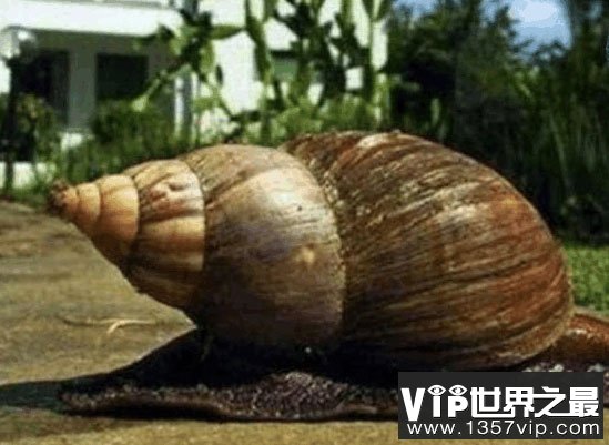 世界上最大的蜗牛有多大？长30厘米比乌龟还大