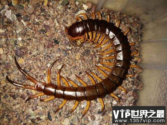 亚洲最大的蜈蚣，越南巨人蜈蚣体长达30cm