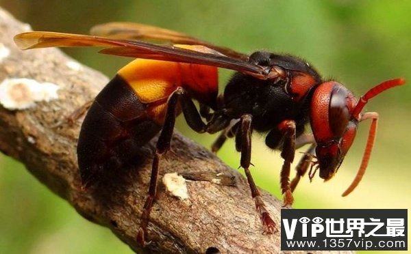 中国最猛大黄蜂，每天吃掉50只小蜜蜂