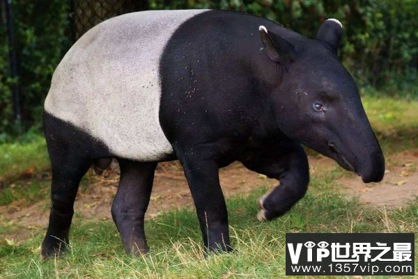 世界上最大的貘类动物，马来貘被称为五不像