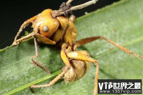 世界上最古老的蚂蚁，4800万年前被真菌感染致死