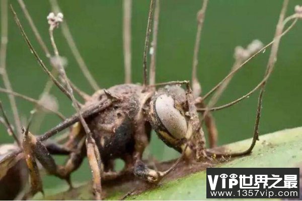世界上最古老的僵尸蚂蚁