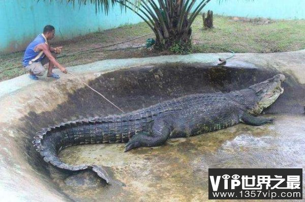 世界上最大的鳄鱼，巨鳄洛龙体长6.4米