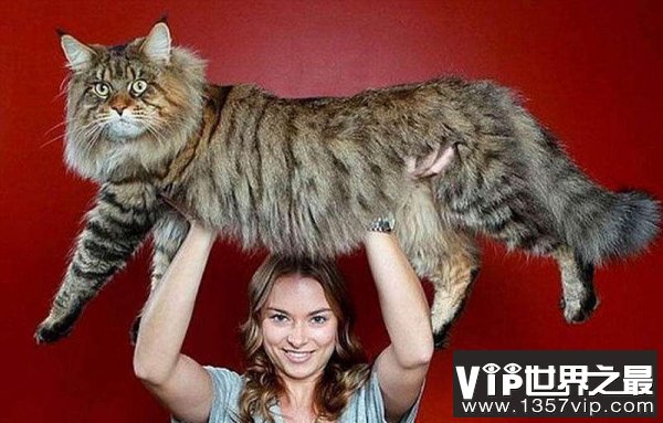 世界上最大的猫，体长123厘米重10公斤