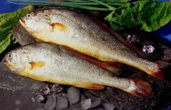 中国最贵的四种鱼，吃过一种就算是土豪了
