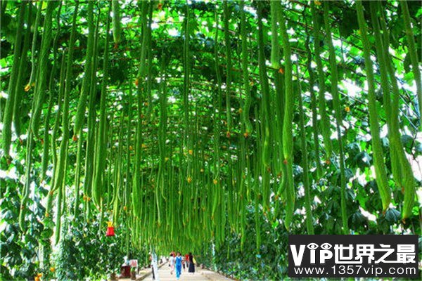 世界上最长的丝瓜：长度超过4米