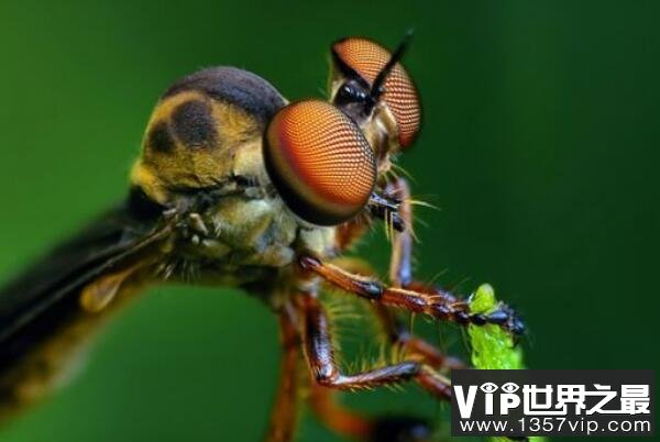 世界上眼睛最多的动物，蜻蜓有5.6万只眼睛