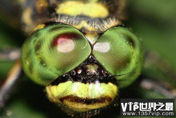 世界上眼睛最多的动物，蜻蜓有5.6万只眼睛