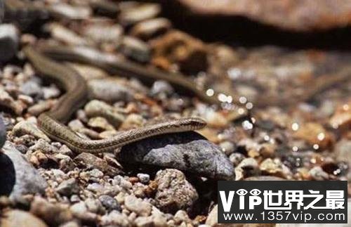 世上生存海拔最高的蛇，西藏温泉蛇