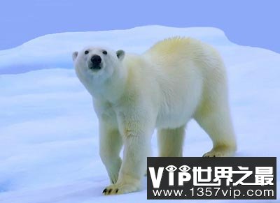 北极熊在冰上走为什么不会滑倒