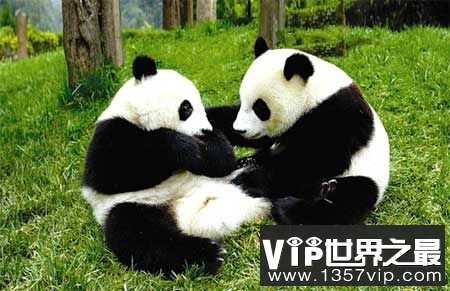 大熊猫语言被破解 雄性熊猫求偶时咩咩叫