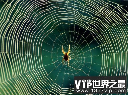 蜘蛛织网时为什么不会被网粘住