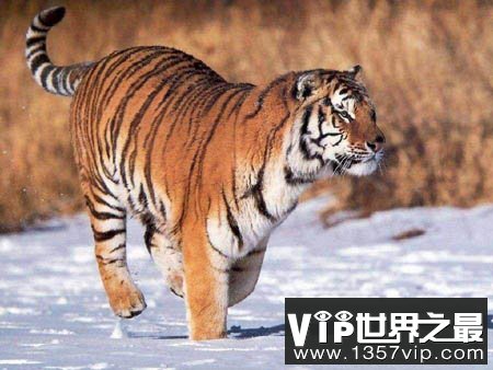 东北虎—体型最大的老虎
