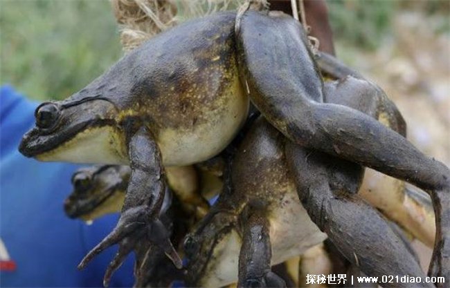 世界上最大的青蛙 非洲巨蛙重3千克长30厘米(婴儿大小)