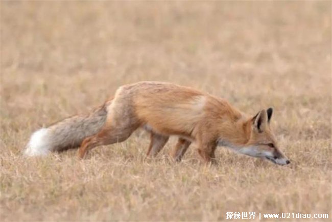 世界上最大的狐狸 赤狐体长可超70厘米(分布广泛)