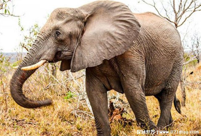 动物界中最记仇的动物 大象记忆力比较强(感性的动物)