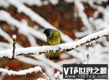 鸟类为什么要冬眠 鸟类冬眠之谜