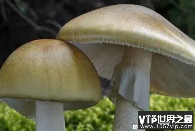 世界上十大最毒的蘑菇 死亡帽排名第一(无解毒剂)