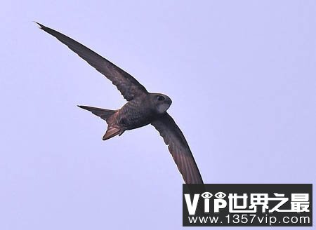 尖尾雨燕：世界上飞得最快的动物