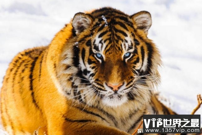 世界上最大的老虎 西伯利亚虎体长3米(不到500头)