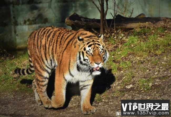 世界上最大的老虎 西伯利亚虎体长3米(不到500头)