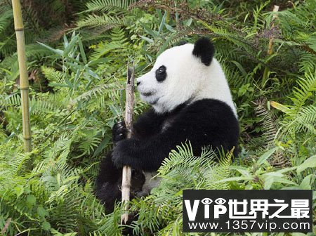 大熊猫吃肉吗？