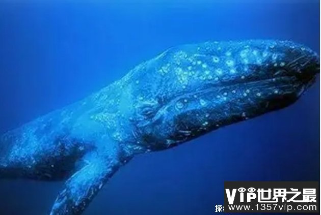 世界上最大的生物 蓝鲸最长达33.6米(体重180吨)