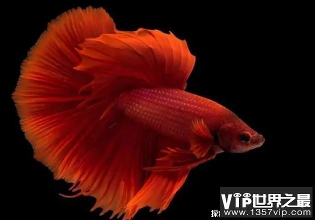 世界上最漂亮的鱼类 五彩搏鱼色彩绚丽(泰国斗鱼)