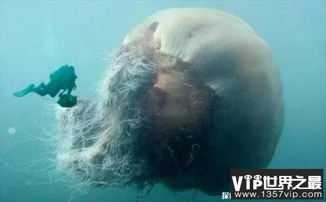 世界上身体最长的动物 北极霞水母触须长74米(分布大西洋)