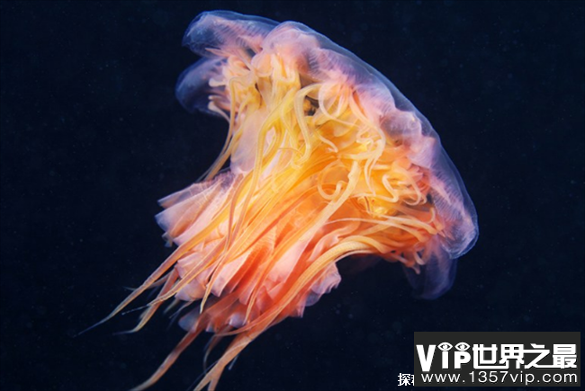 世界上身体最长的动物 北极霞水母触须长74米(分布大西洋)
