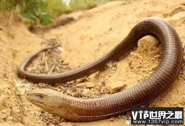 世界上寿命最长的蜥蜴 帝王蛇蜥存活54年之久(无四肢蜥蜴)