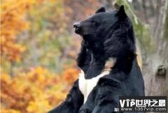 世界上嗅觉最强的动物 熊的嗅觉比人类好300倍(敏锐的嗅觉)