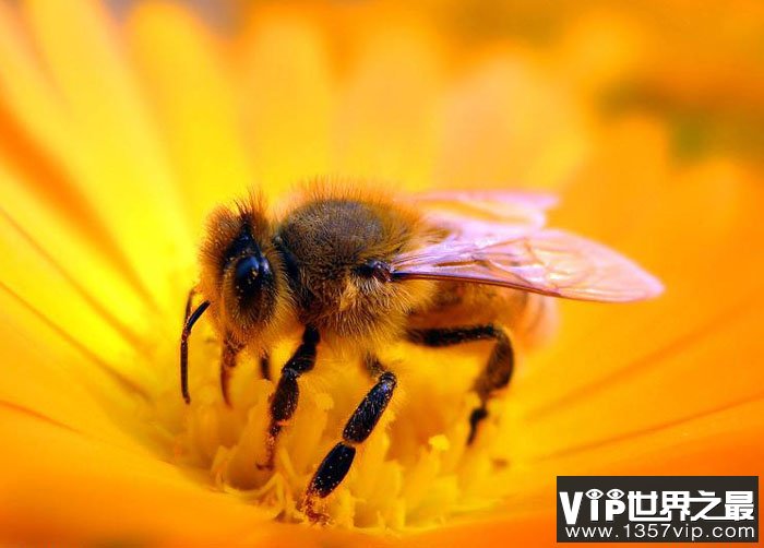 蜜蜂是怎么会把花蜜转化成蜂蜜的