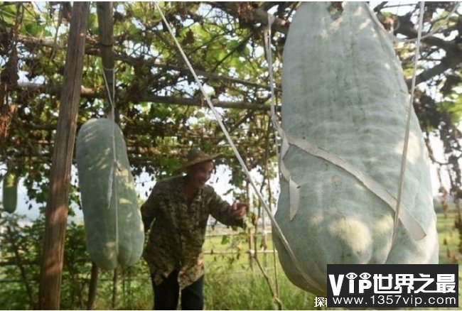 世界上最大的冬瓜 浙江农民种出447.8斤超大冬瓜(巨型冬瓜)