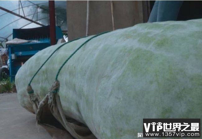世界上最大的冬瓜 浙江农民种出447.8斤超大冬瓜(巨型冬瓜)