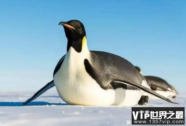 世界上最大的企鹅 皇帝企鹅身高可达120厘米(群居动物)