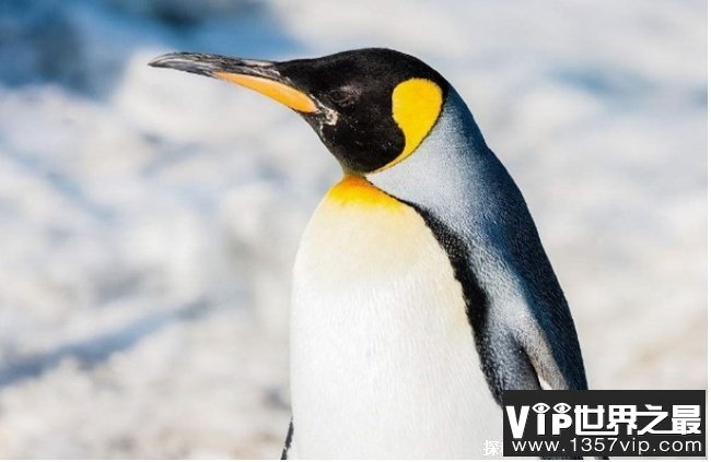 世界上最大的企鹅 皇帝企鹅身高可达120厘米(群居动物)
